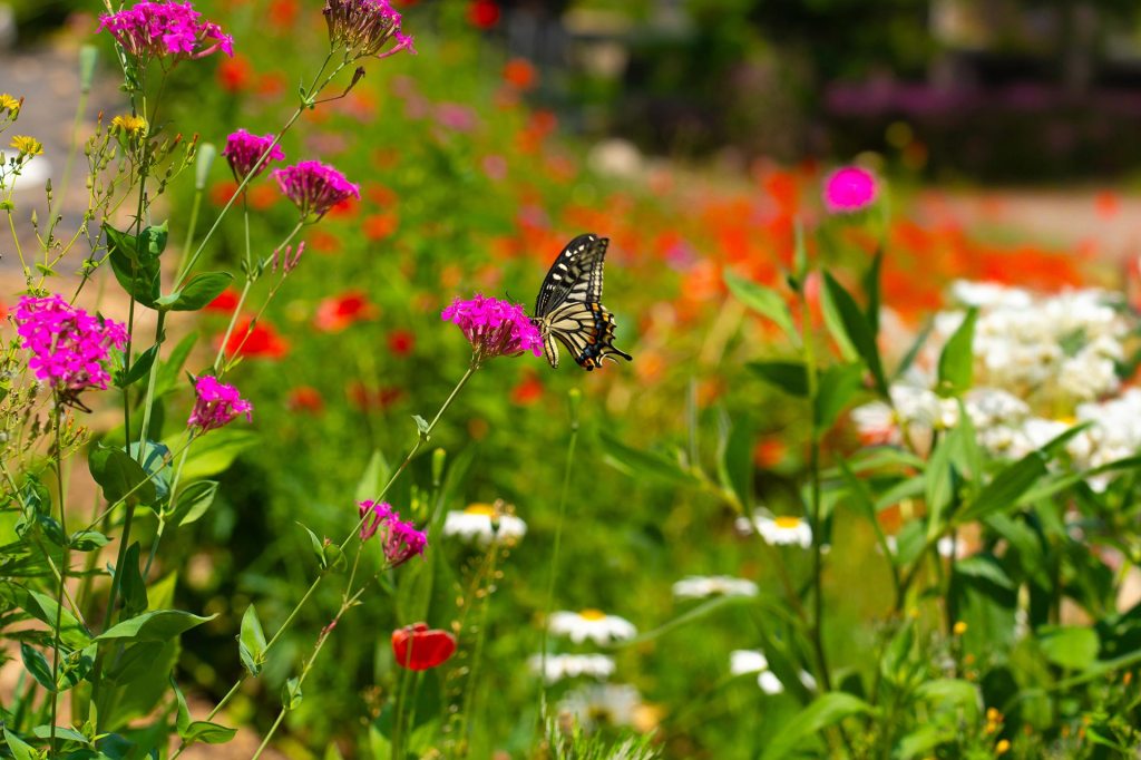 A colorful garden with butterfly