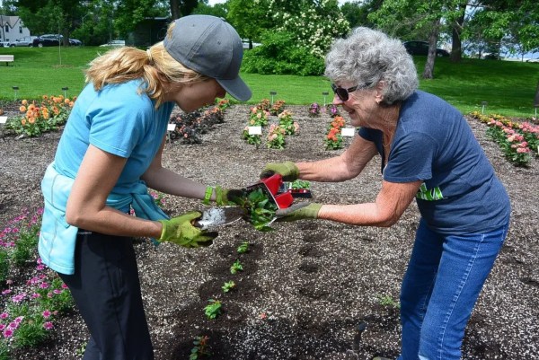 Two people work together in a flower garden, transferring a small plant from a red pot into the soil while wearing gardening gloves, with colorful flower beds and green lawn in the background.