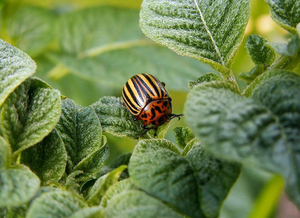 close up of beetle on leaf