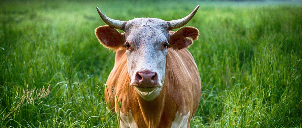 A cow standing in a grassy field