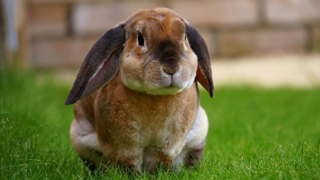 A rabbit