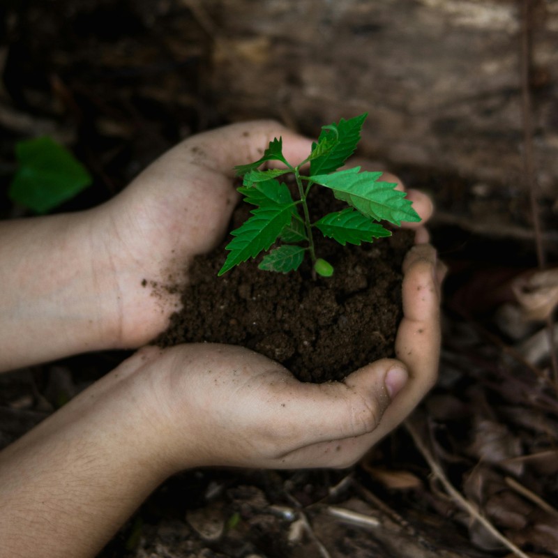 Two hands gently cup a small green seedling growing in a mound of dark soil, with forest floor leaves and earth visible in the background.