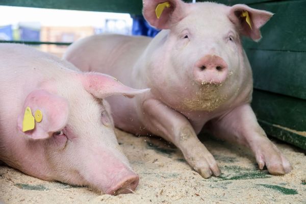 two pink pigs with yellow ear tags