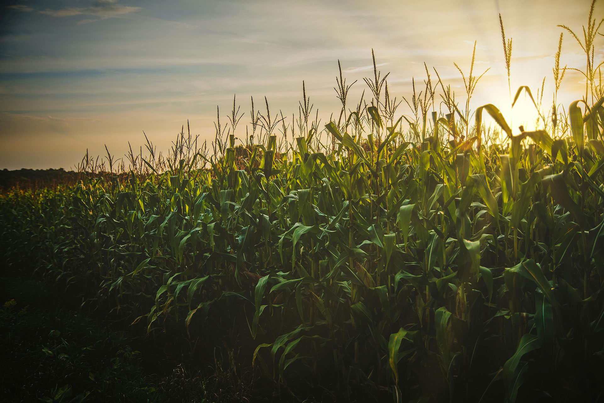 A field of corn