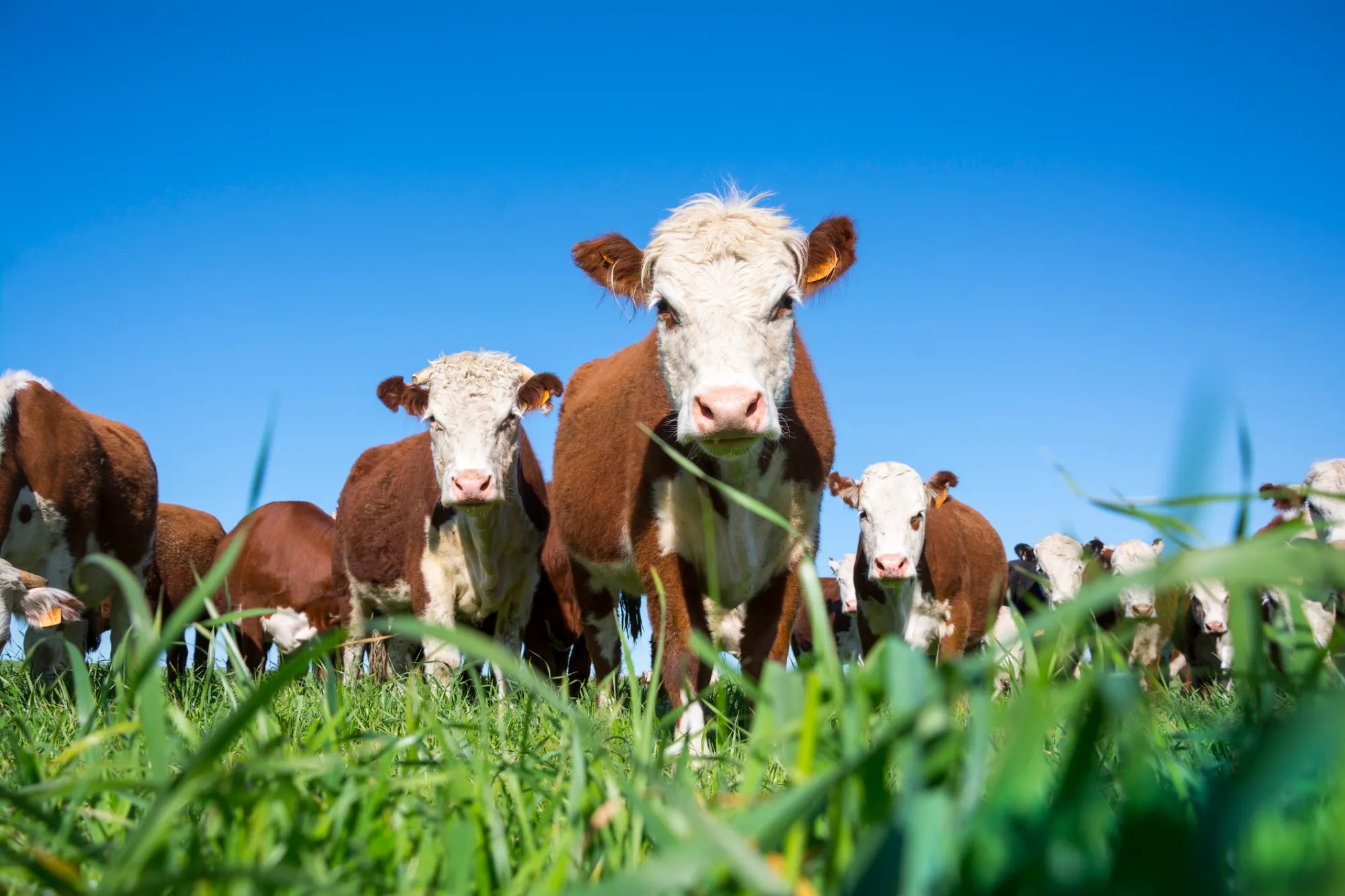 Beef Project 4-H Beef Project - San Luis Valley - San Luis Valley | CSU Extension