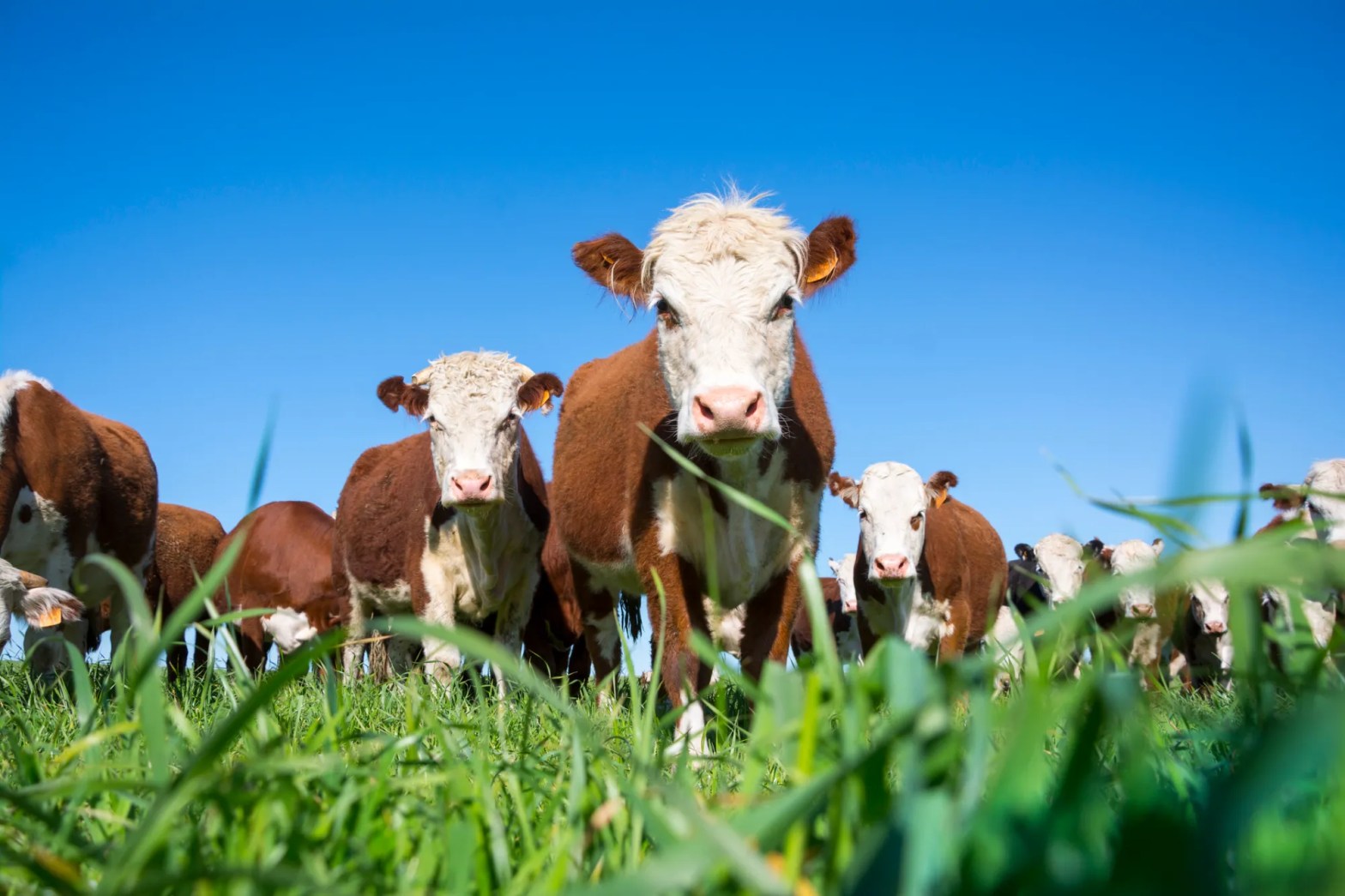 Beef cows in a field of grass