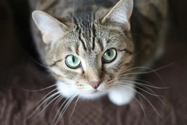 Closeup view of a gray cat with green eyes