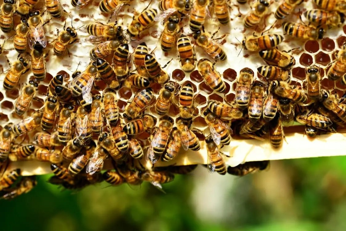 4-H Beekeeping Project - San Luis Valley - San Luis Valley