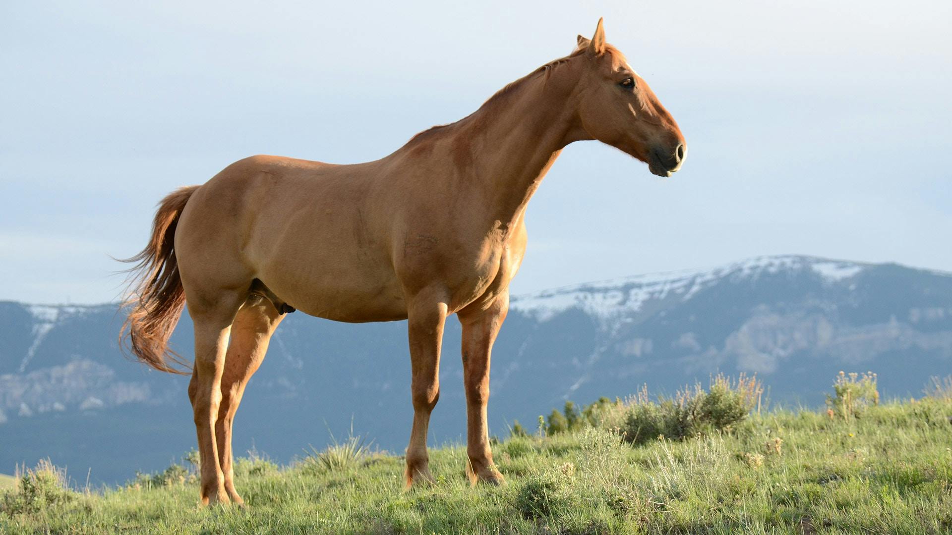 A horse