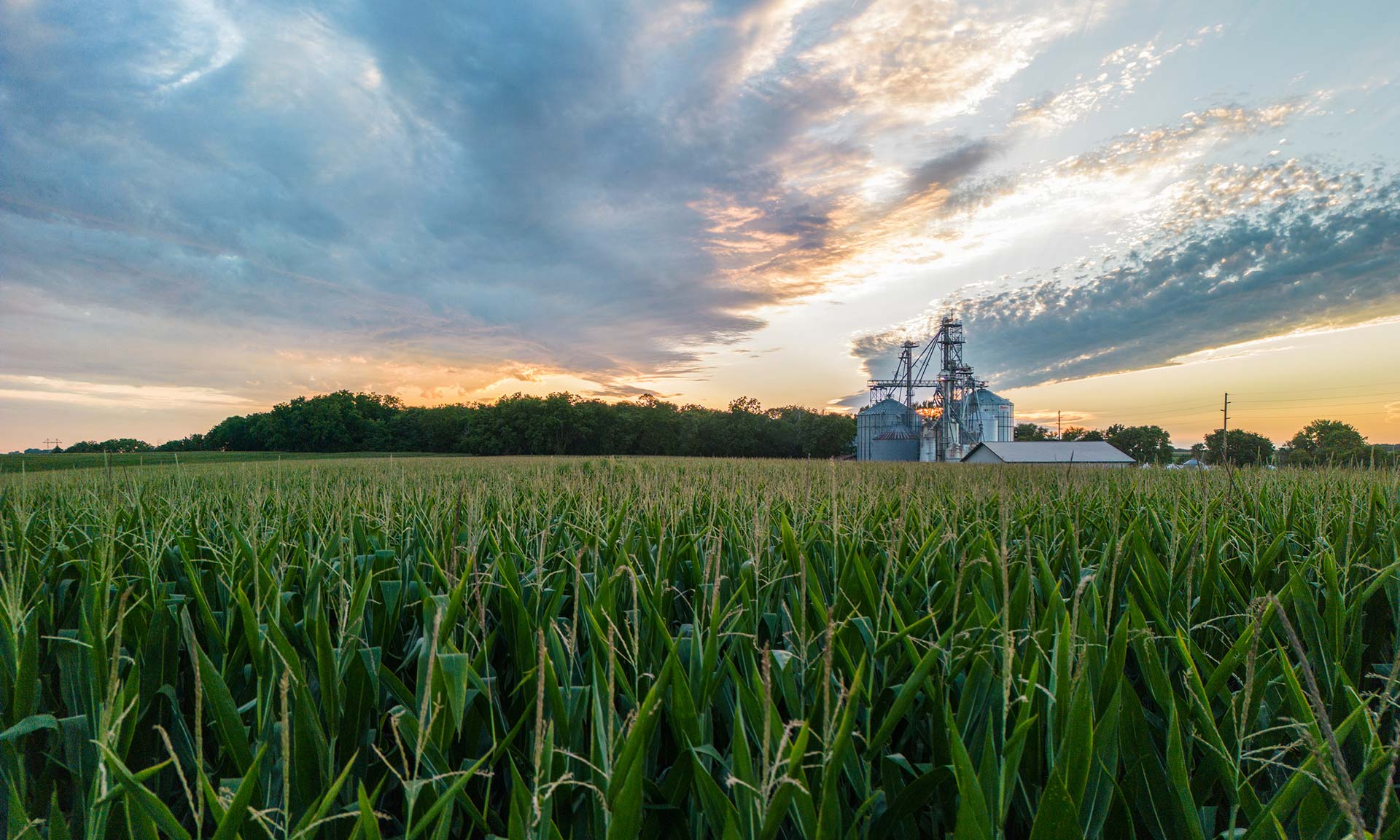 A corn field with farm in the background
