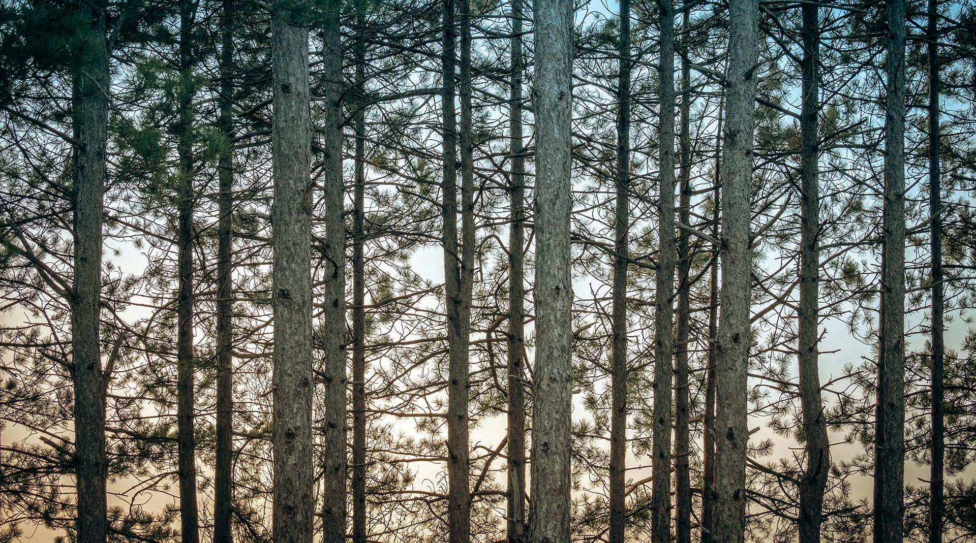 A woodland  area full of trees