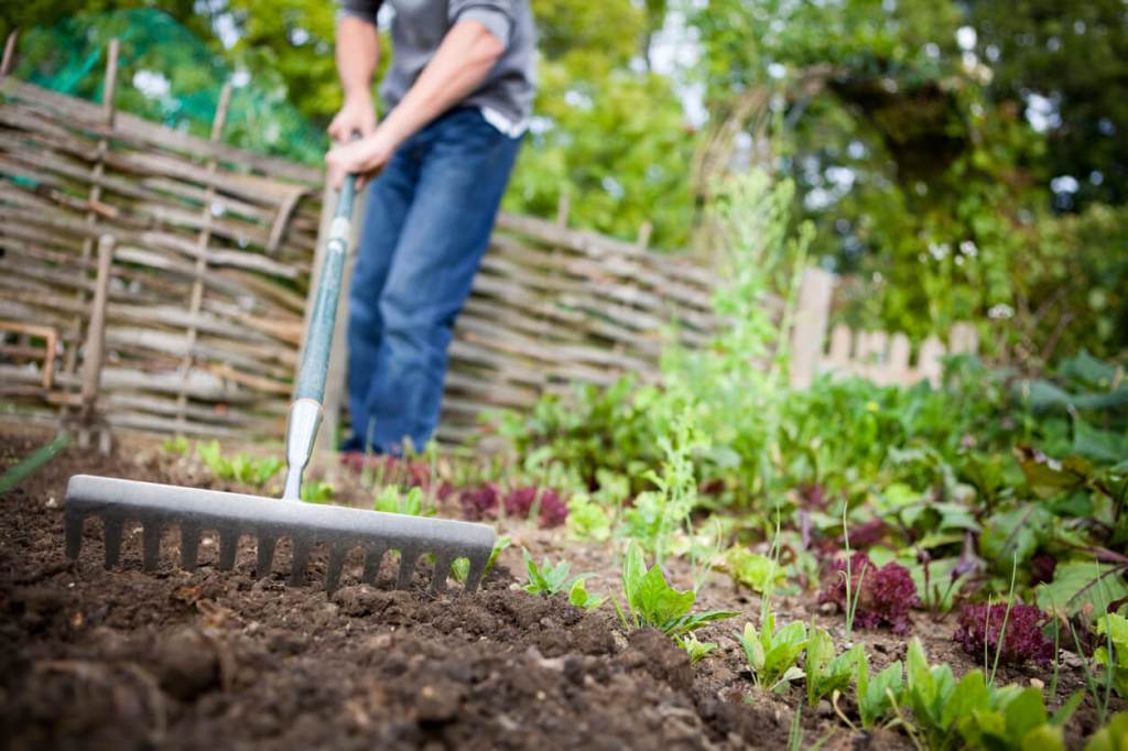 A person uses a garden rake to level soil in a backyard garden bed surrounded by various plants.