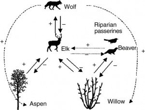Ecological Effects of Wolves - 8.005 - Extension