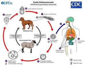 Wolves and Disease – 8.006 - Extension