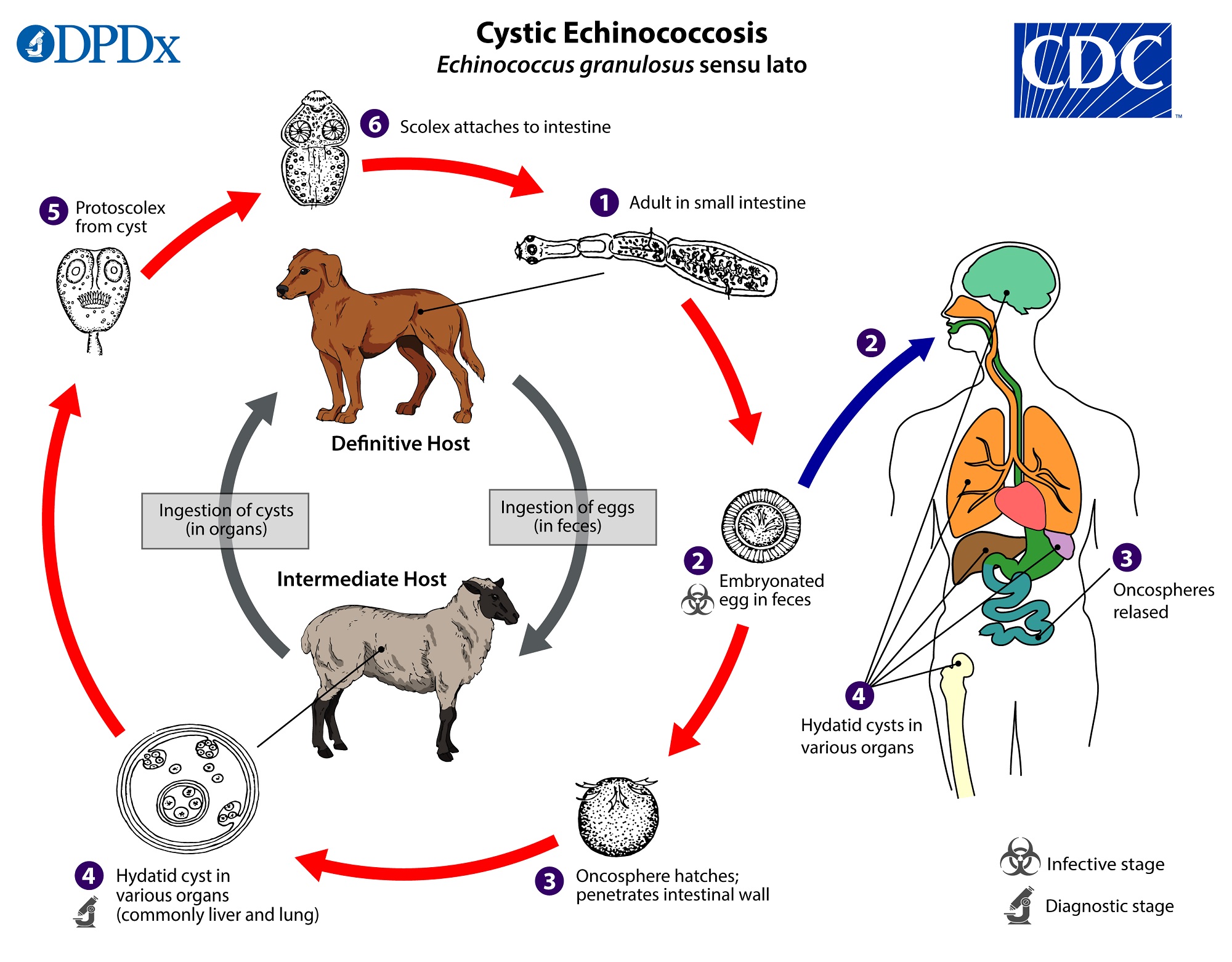 Чем опасен эхинококк для человека. Жизненный цикл эхинококка схема. Эхинококк Echinococcus granulosus жизненный цикл. Жизненный цикл эхинококка CDC. Эхинококкоз цикл развития схема.