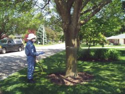 Insecticides Used to Control Emerald Ash Borer on Residential Shade ...