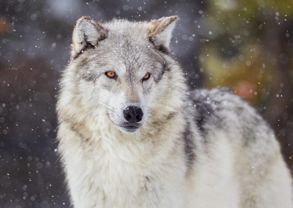 Moral Arguments Related to Wolf Restoration and Management  -  Extension