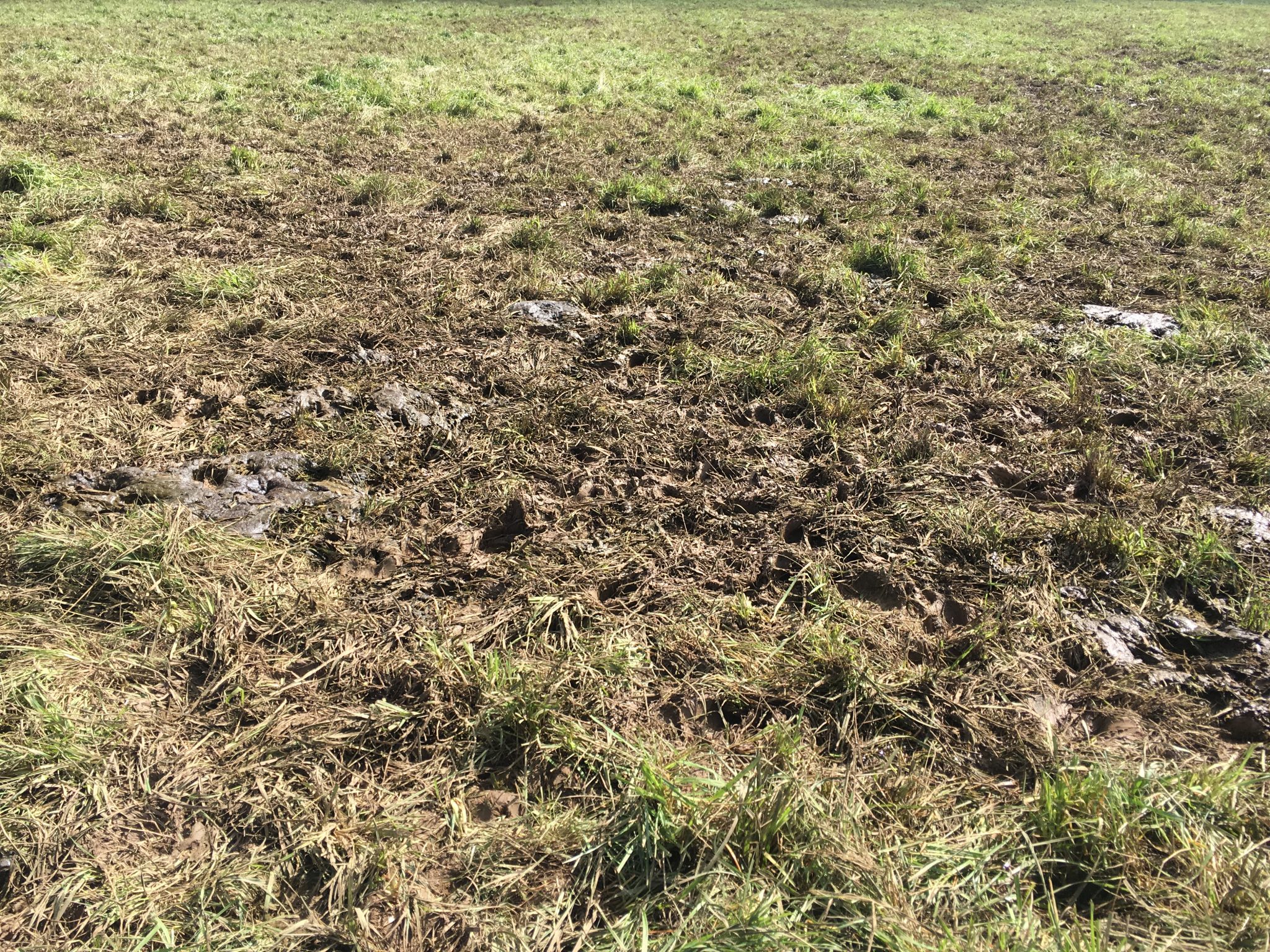 Managementintensive Grazing (MiG) and Soil Health 0.570 Extension