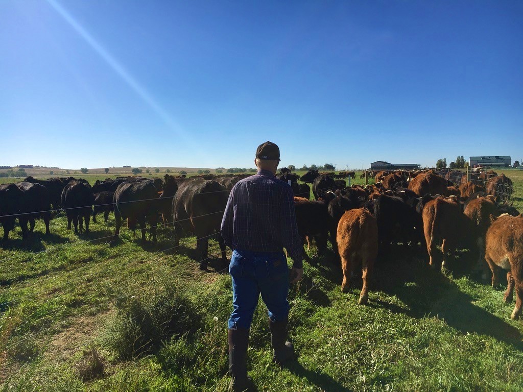 Moving cattle on a pasture