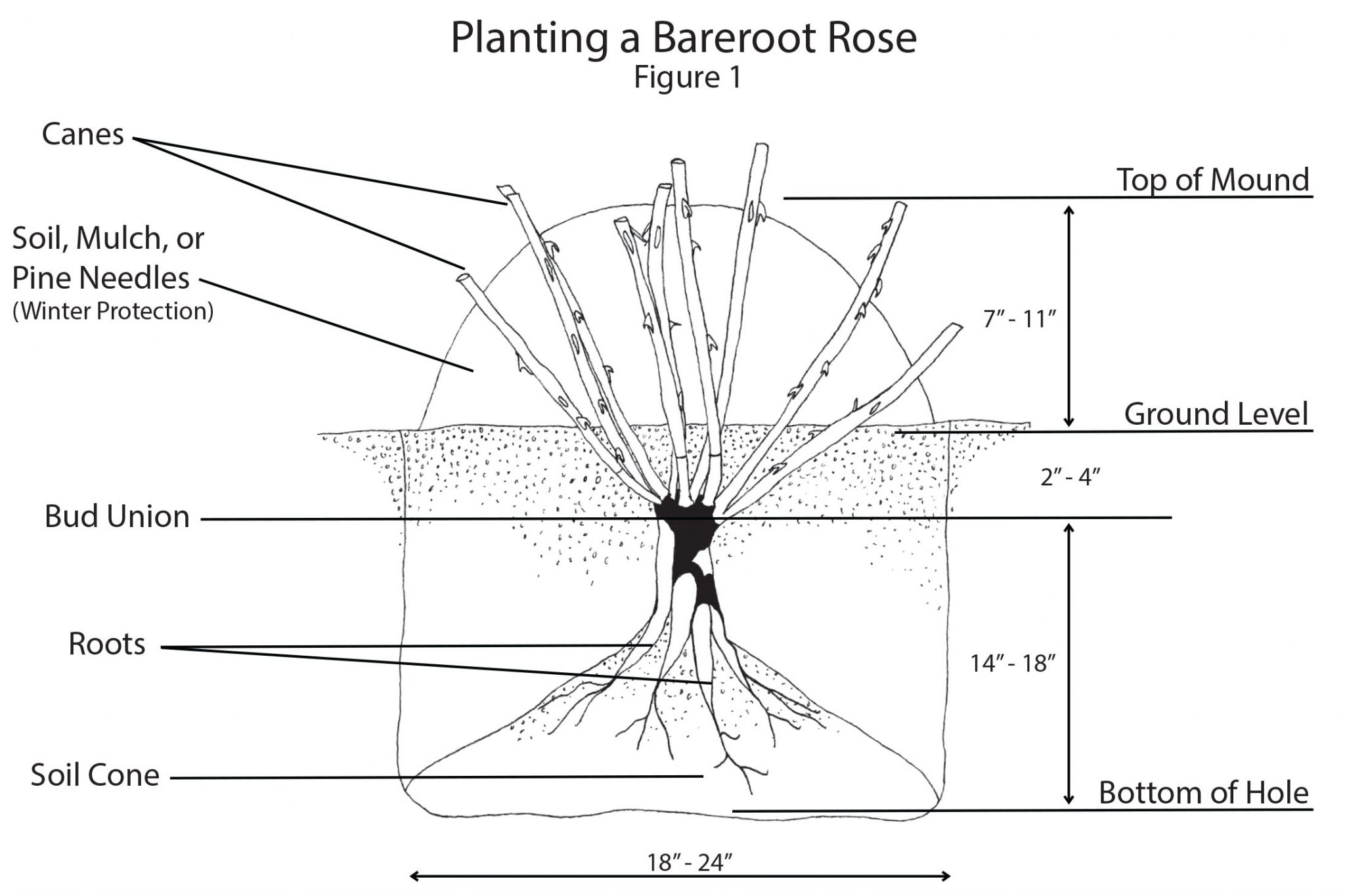 The rise of plants