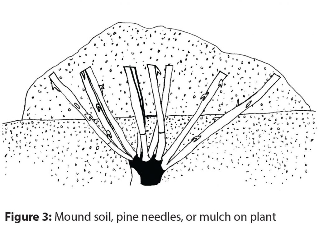 Mound soil, pine needles, or mulch on plant
