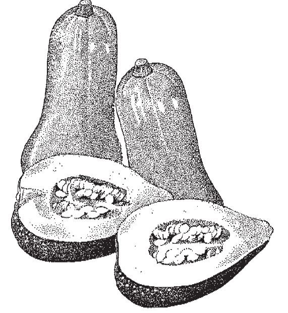 drawing of butternut squash
