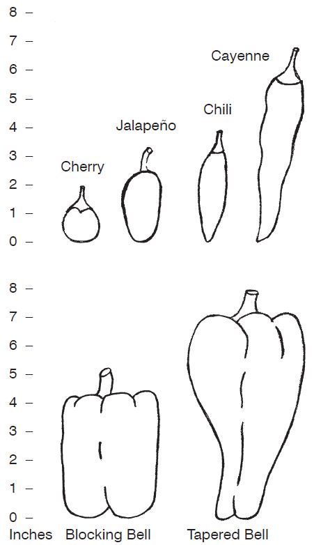 Pepper fruit types.