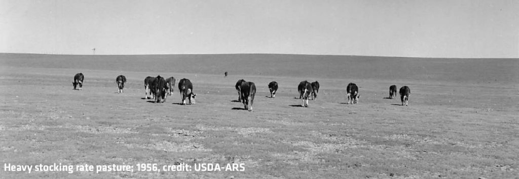 Heavy stocking rate pasture