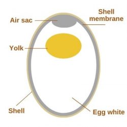 Home-Produced Chicken Eggs - 9.377 - Extension