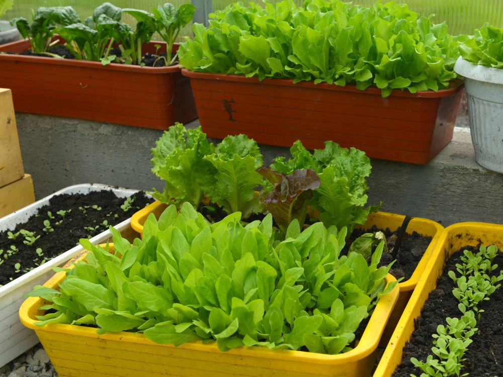 Crops in pots: success with vegetable container gardening