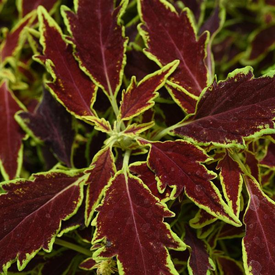 Coleus ‘Flame Thrower Sriracha’ plant