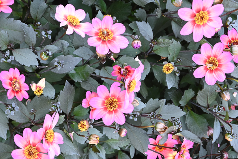 Dahlia ‘Dahlegria® Apricot Tricolor’ plant