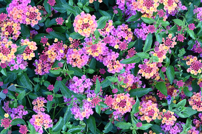 Lantana ‘Passion Fruit’ plant
