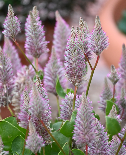 Ptilotus ‘Joey’ plant