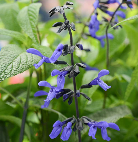 Salvia ‘Black and Bloom’ plant