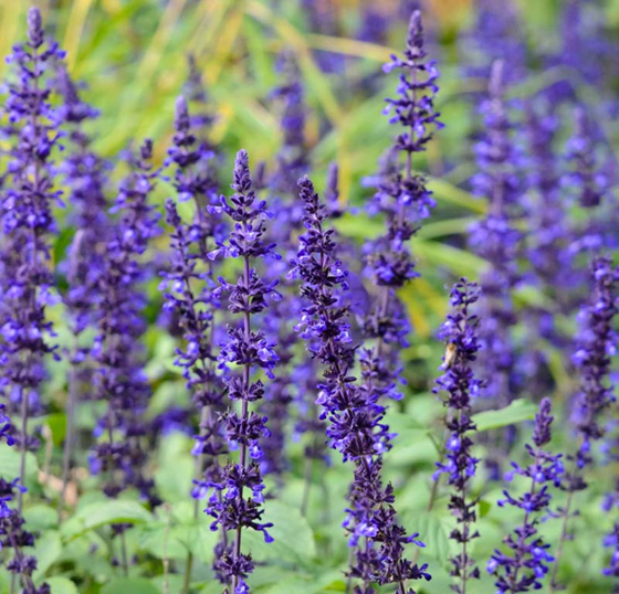 dozens of vertical flower stems covered in purple blossoms