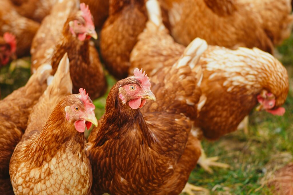 A group of brown chickens with red combs standing on green grass.