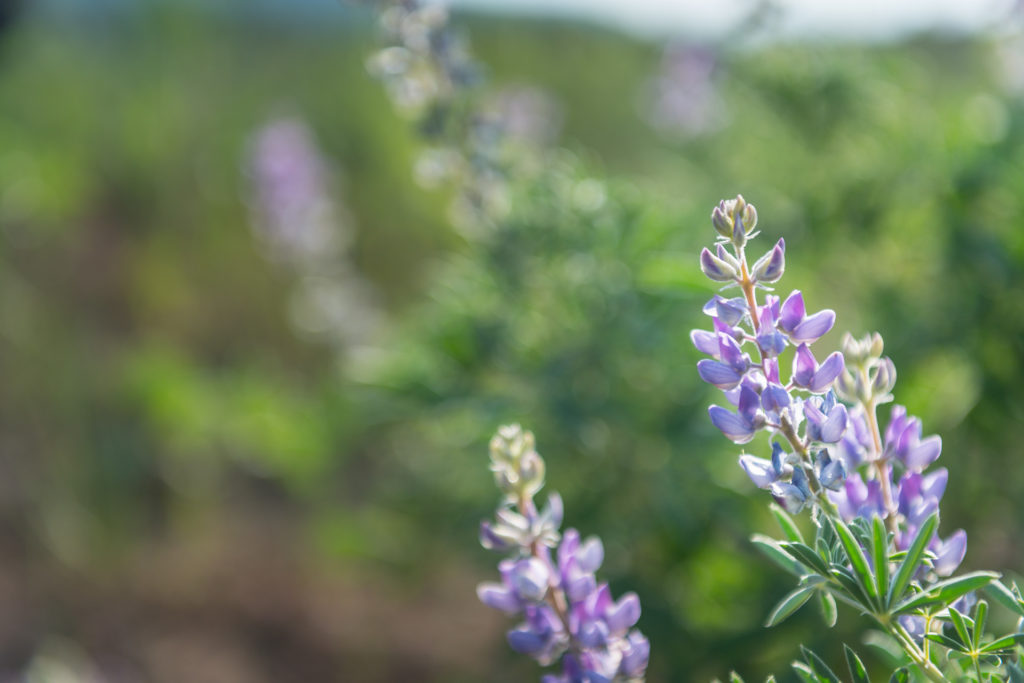 Close up picture of purple flowers against a green background
