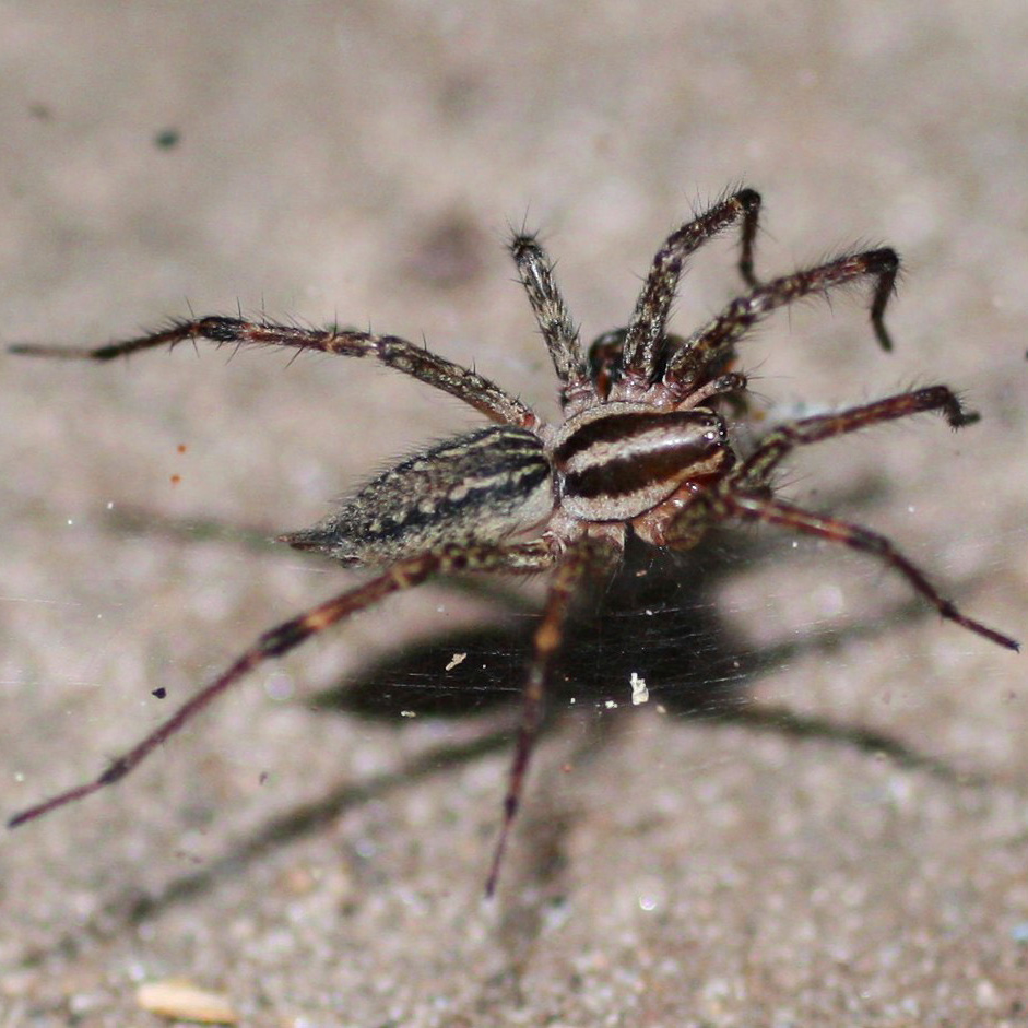 Agelenopsis naevia funnel web weaver