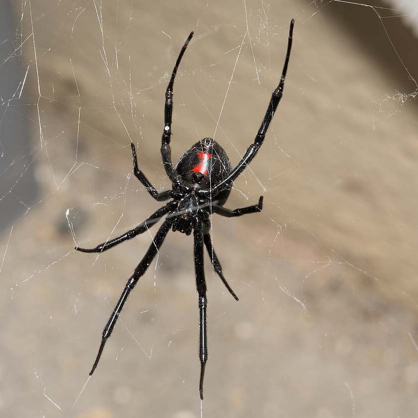Black Widow Spider