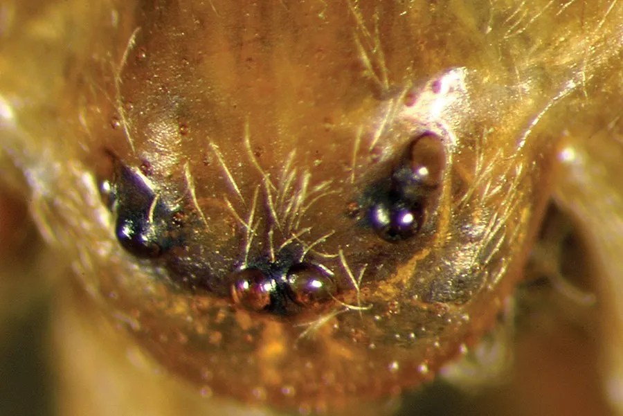 Brown recluse eye pattern