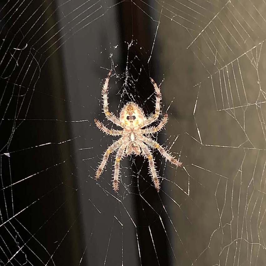 Cat-faced spider in web