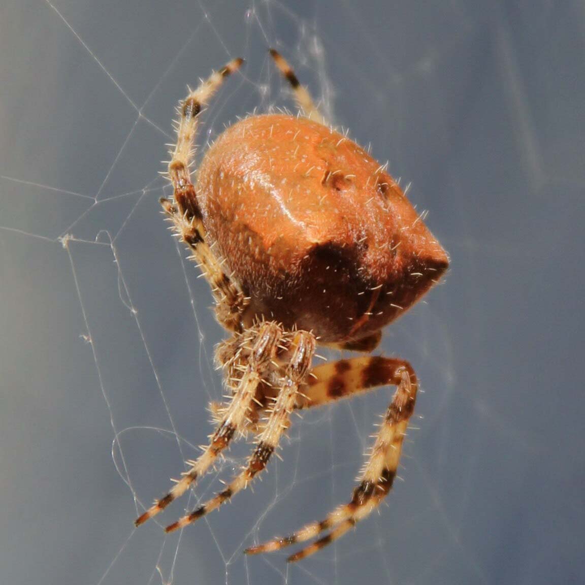 Cat faced spider