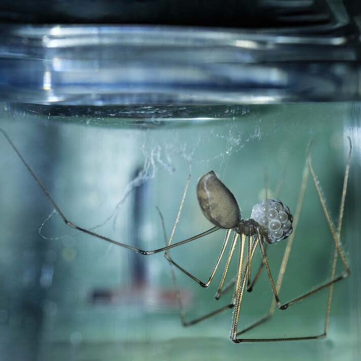 Pholcidae cellar spider with eggs