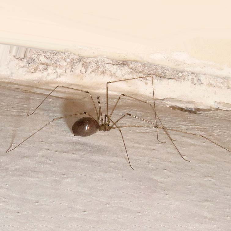 Cellar spider