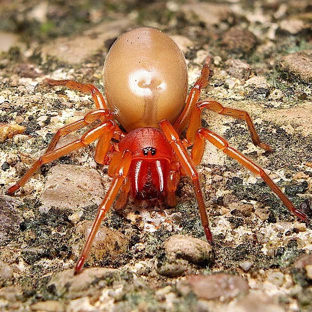 Dysdera crocata wood louse spider