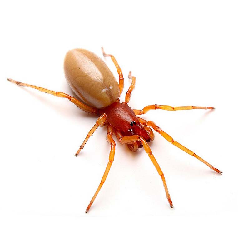 Dysdera crocata spider