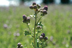 Canada thistle in the latebud growth stage.