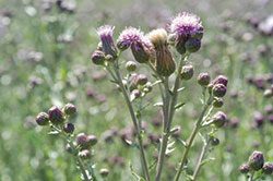 Canada thistle in flowering growth stage.