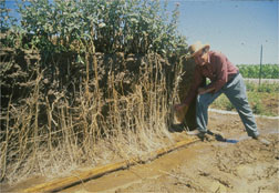 Canada thistle root system after 14 months growth from 25 vegetative shoot cuttings.